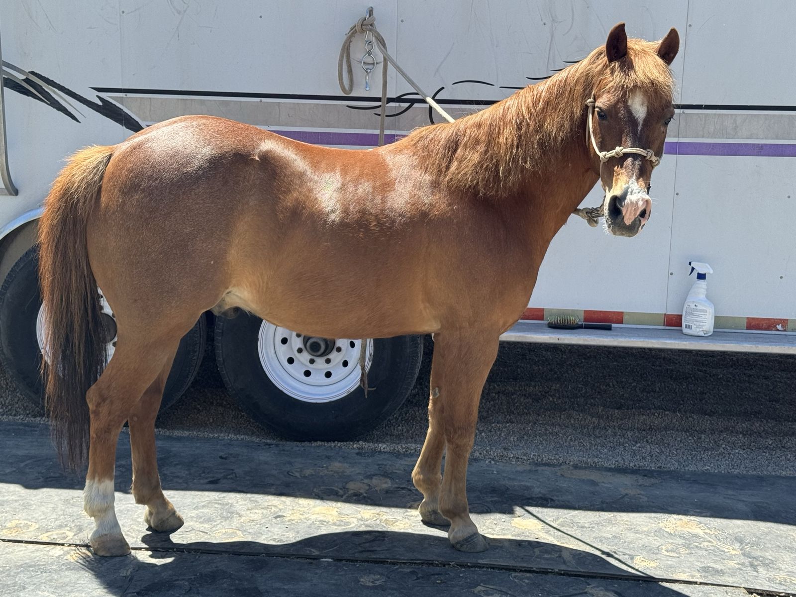 Pony