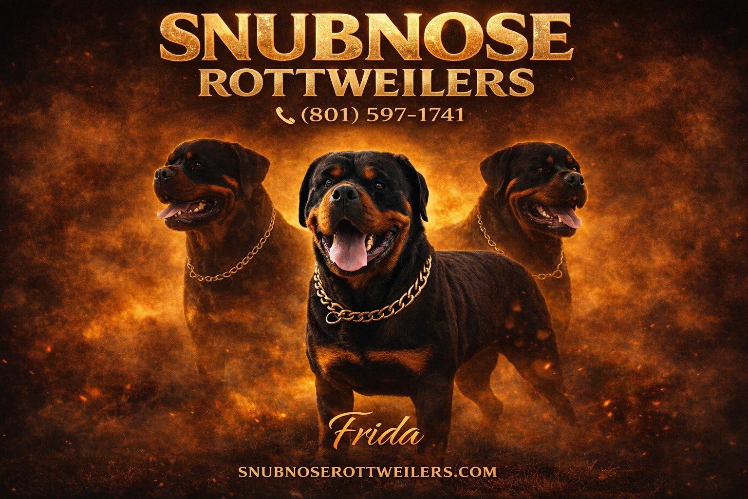 #1 Rated AKC German Rottweiler Puppies