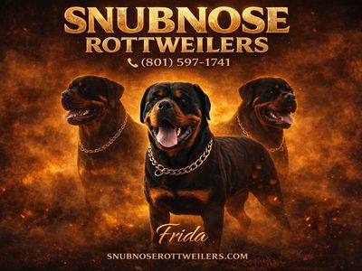 #1 Rated AKC German Rottweiler Puppies