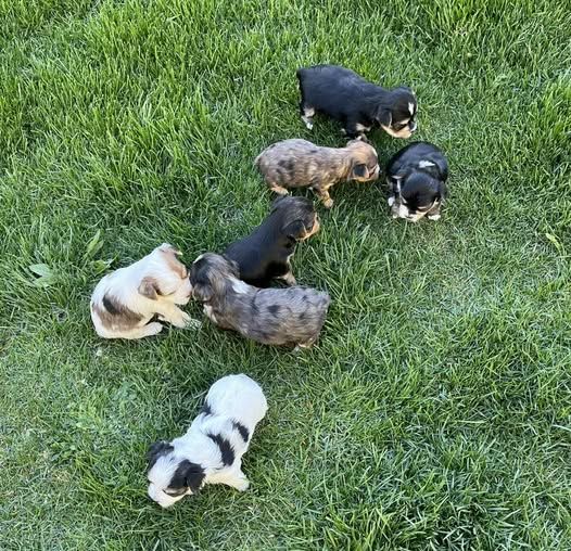Designer Yorkie Puppies $1,000 - $1,750