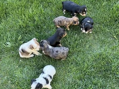 Designer Yorkie Puppies $1,000 - $1,750