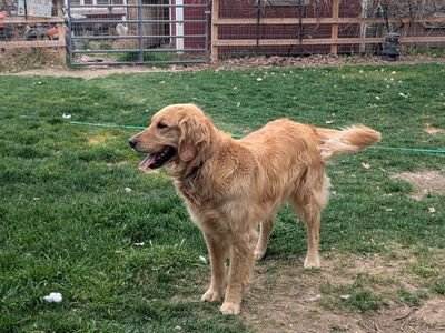 Sweet 3 year old female Golden Retriever needs home