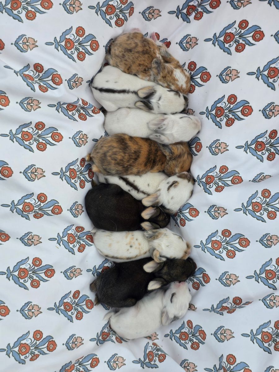 Bunnies looking for their forever home
