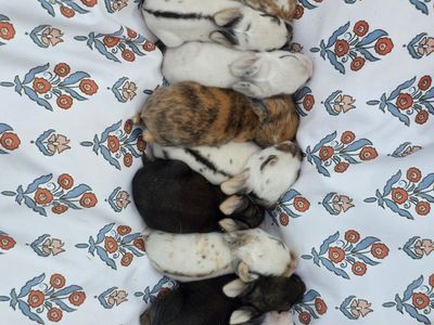 Bunnies looking for their forever home