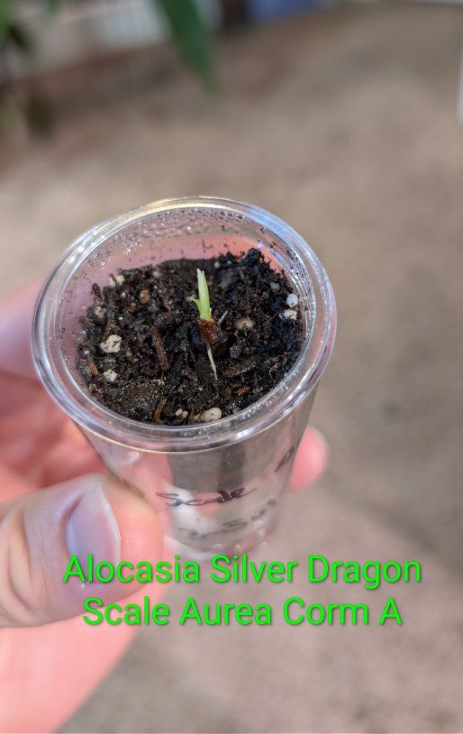 Alocasia Silver Dragon Scale Aurea Corms (A, B, C & D) - Rare Variegated