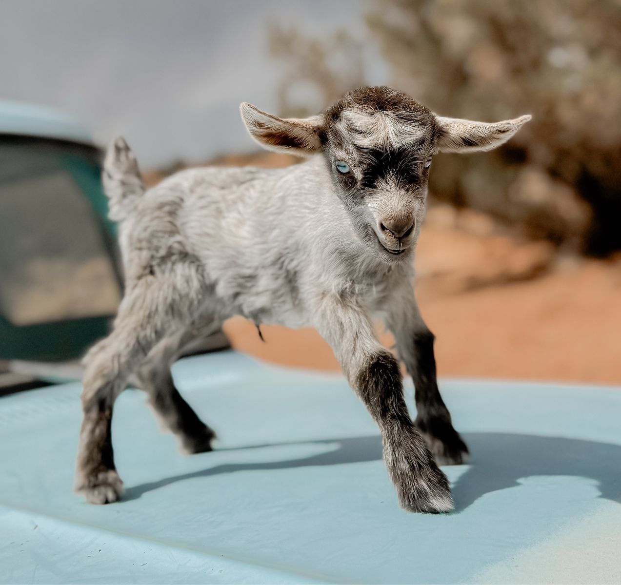 •Cinderella• Pygmy x Silky Fainter Doeling