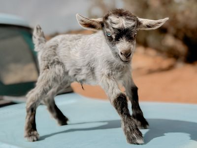 •Cinderella• Pygmy x Silky Fainter Doeling