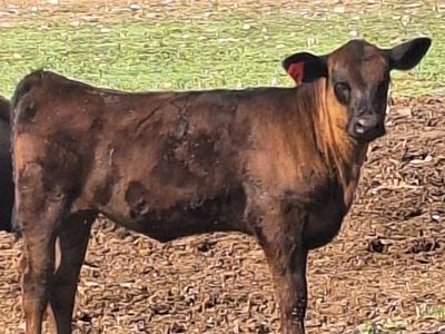 one heifer 2400 each
