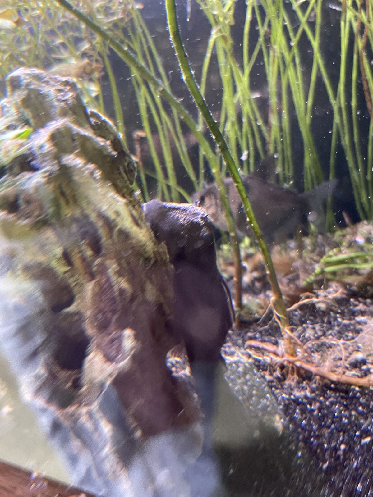 Green Dragon Placo Pair