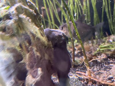 Green Dragon Placo Pair