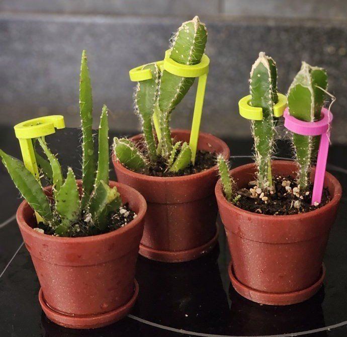 Live Potted DragonFruit Cactus Plants with Plastic Supports 