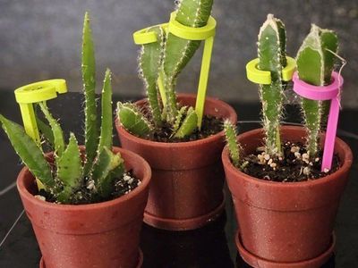 Live Potted DragonFruit Cactus Plants with Plastic Supports