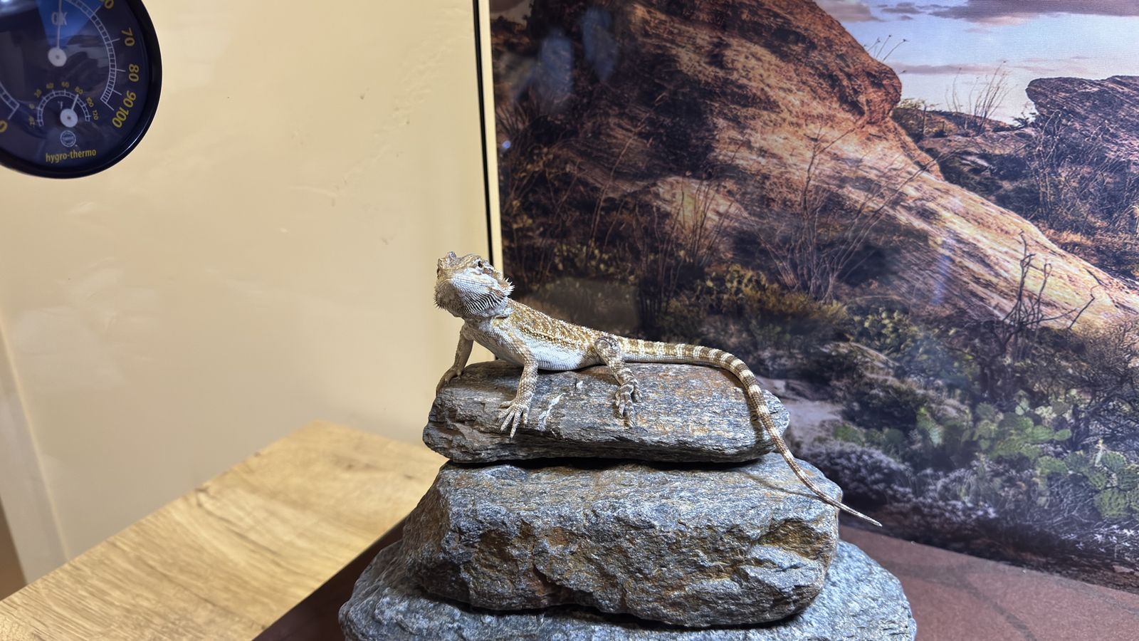 Bearded Dragon with Complete Glass Enclosure, Heat Lamps and Decor