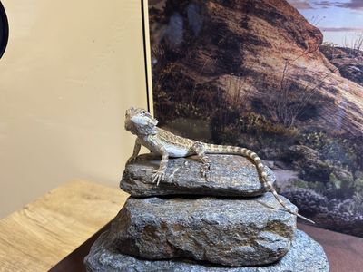Bearded Dragon with Complete Glass Enclosure, Heat Lamps and Decor