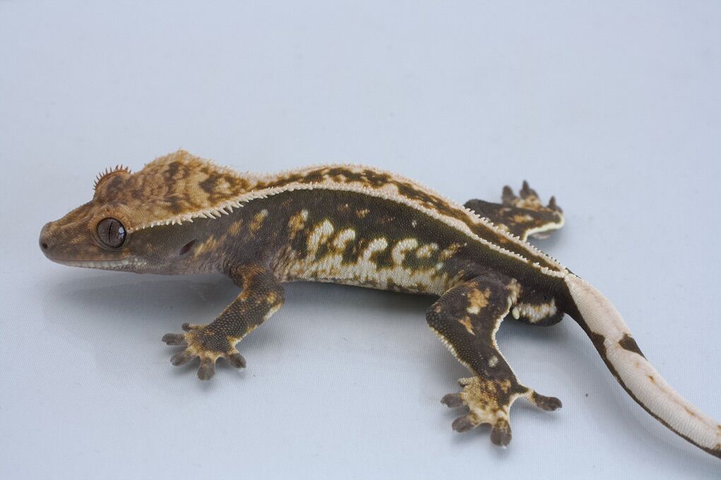 Subadult Crested Gecko
