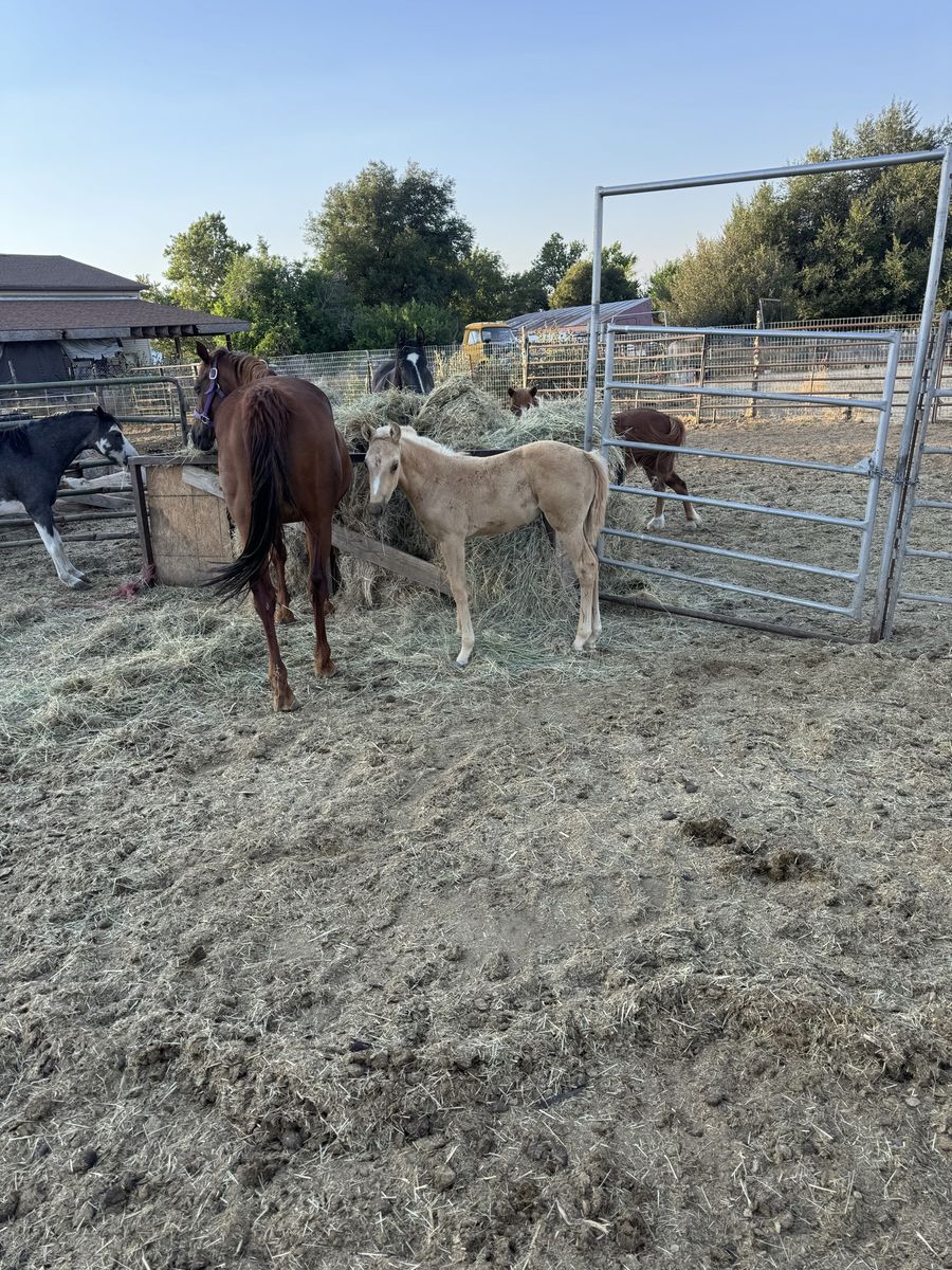 Grade filly