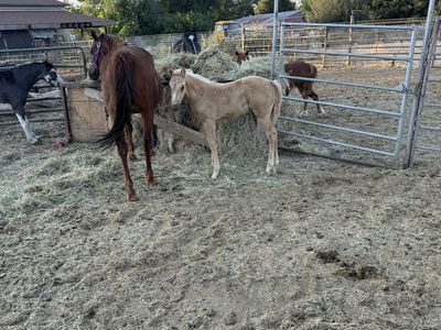 Grade filly
