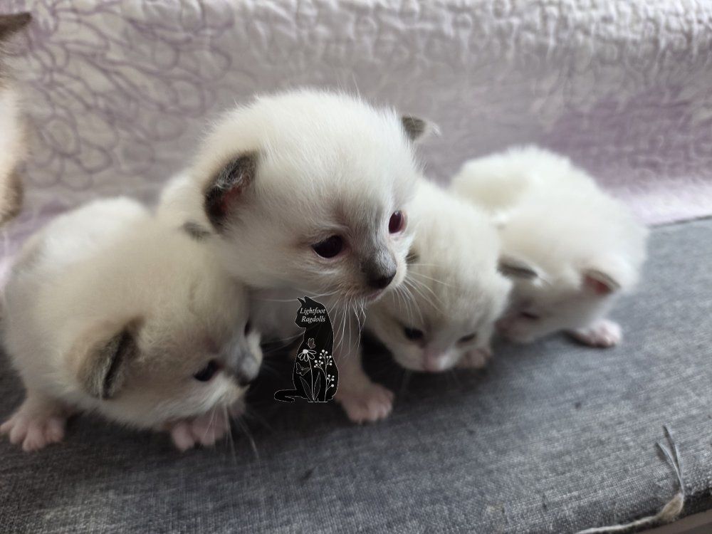 TICA ragdoll kittens