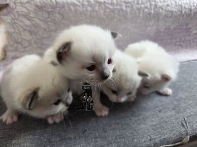 TICA ragdoll kittens