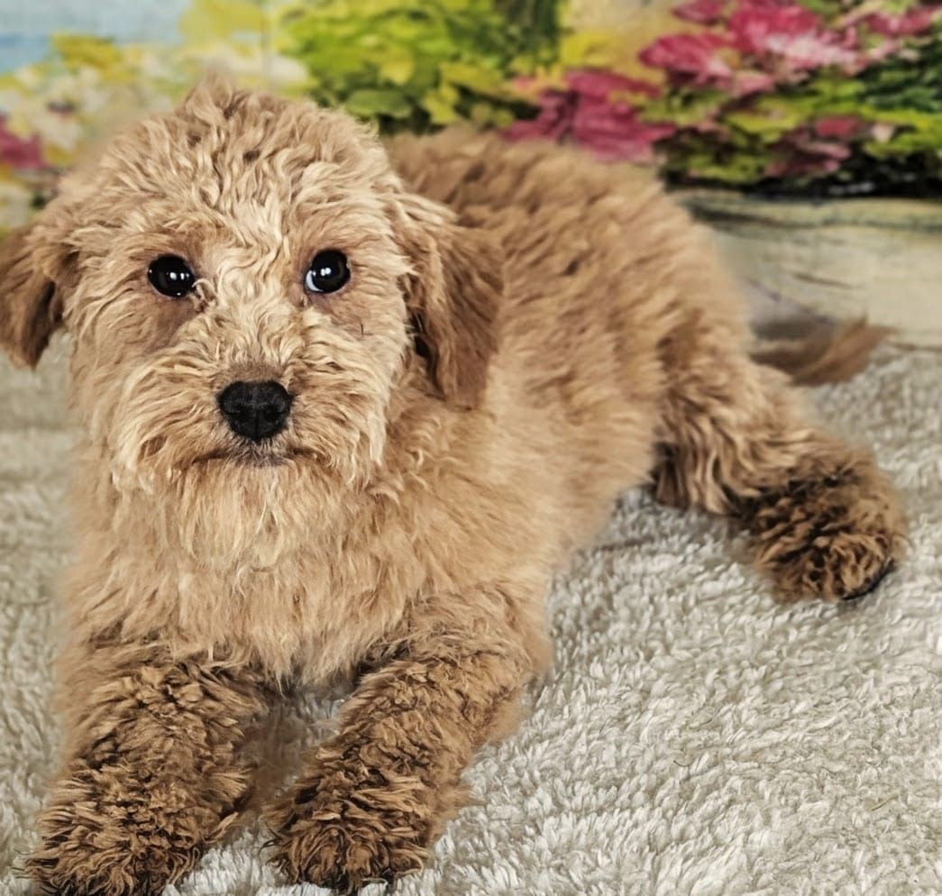 Girl Holly – Micro Goldendoodle $1200
