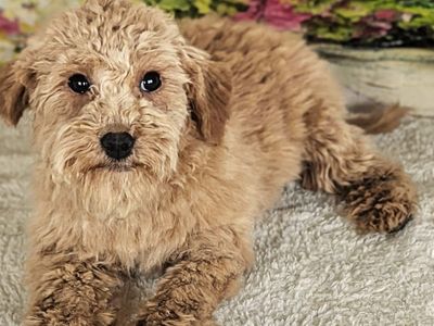 Girl Holly – Micro Goldendoodle $1200