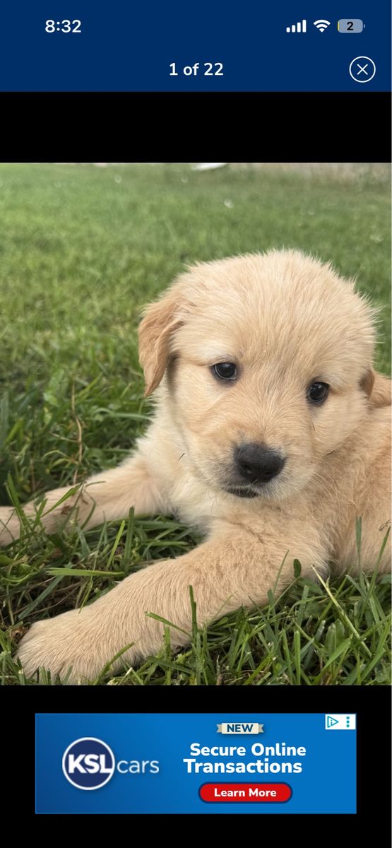 AKC Registered Golden Retriever Puppy (male)