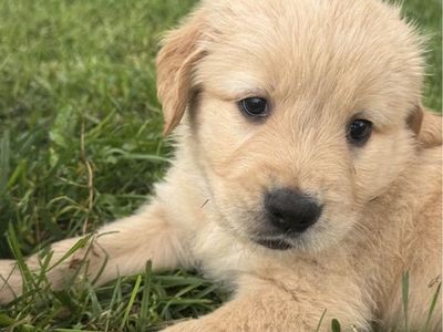 AKC Registered Golden Retriever Puppy (male)