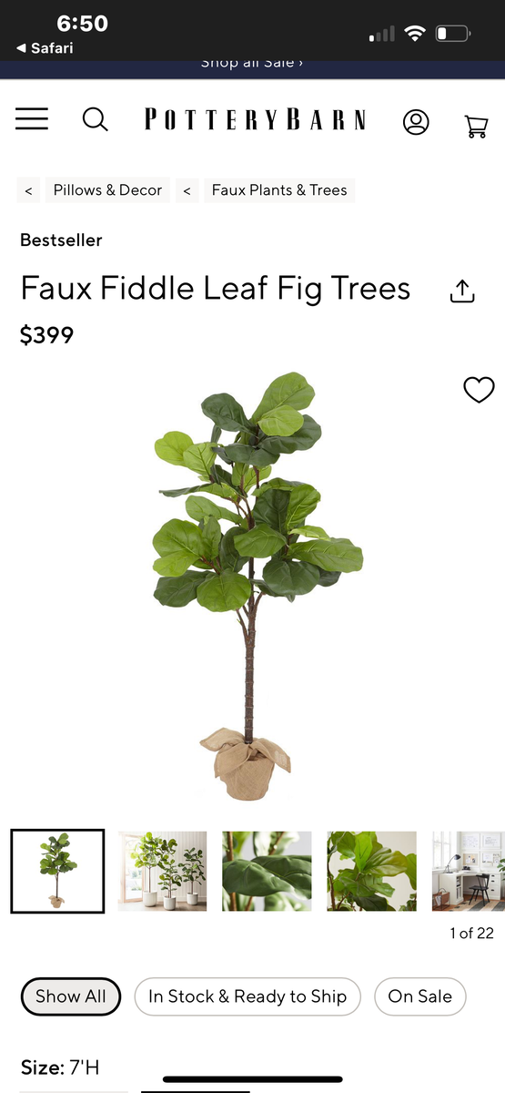 72” Fiddle Fig Tree w/decorative basket