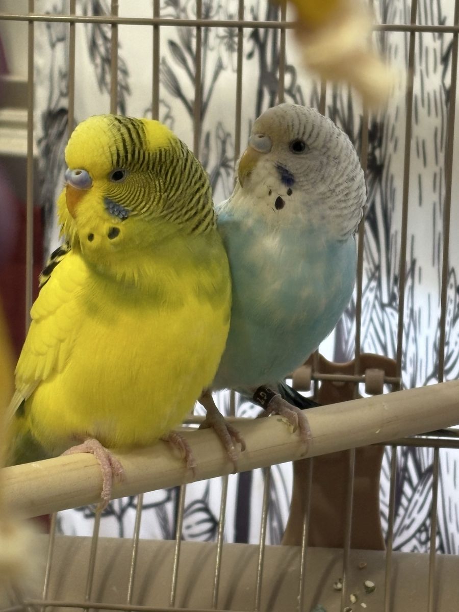 2 Male Parakeets