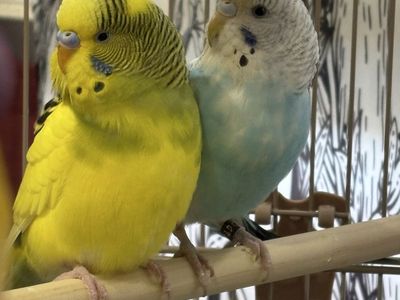 2 Male Parakeets