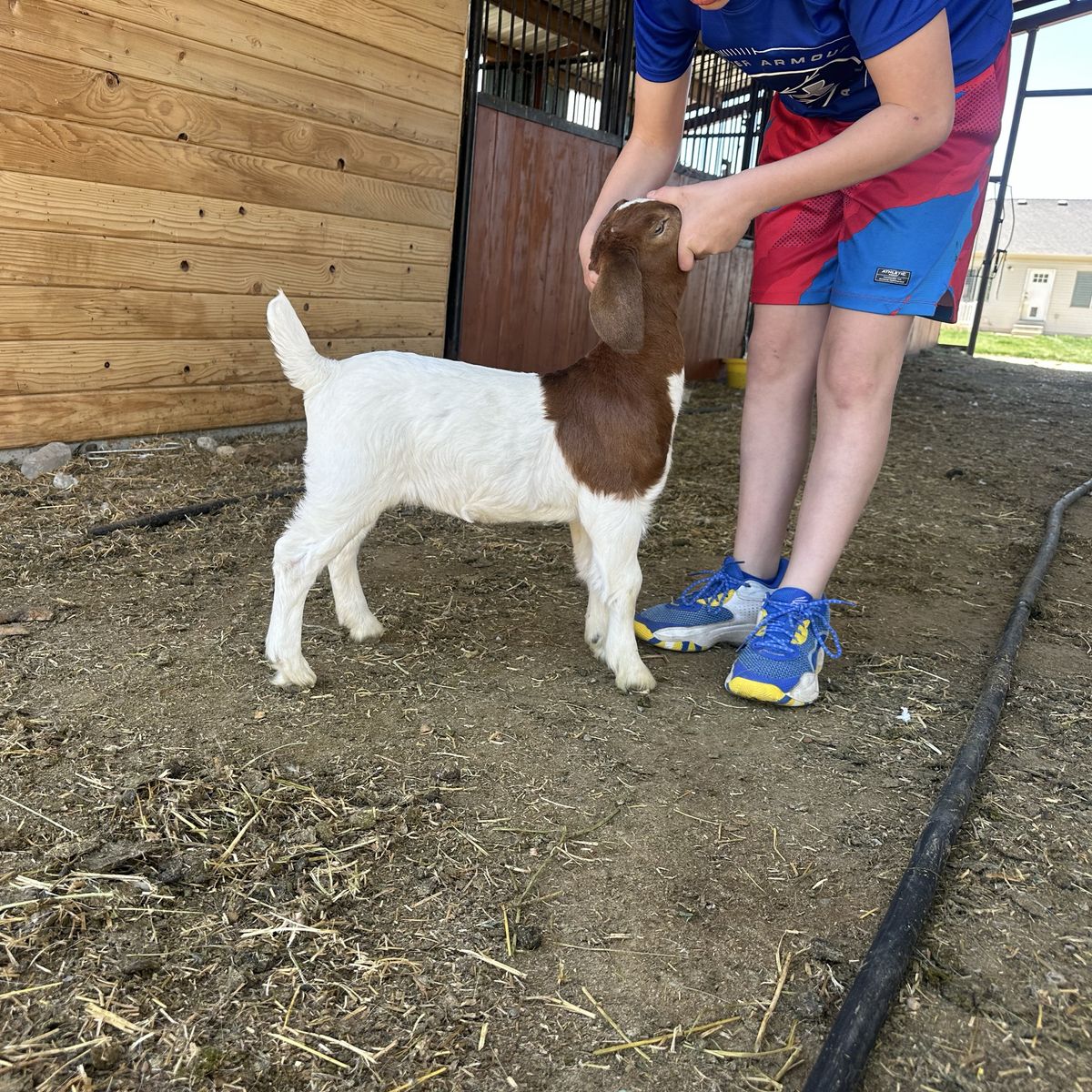 ABGA Boer Goat Kids 4h FFA Or Pets