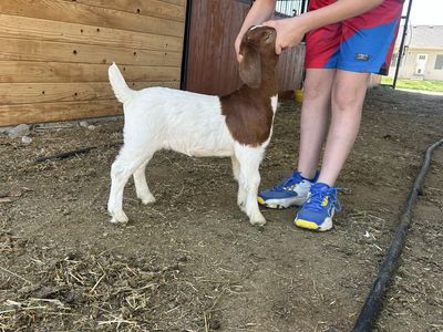 ABGA Boer Goat Kids 4h FFA Or Pets
