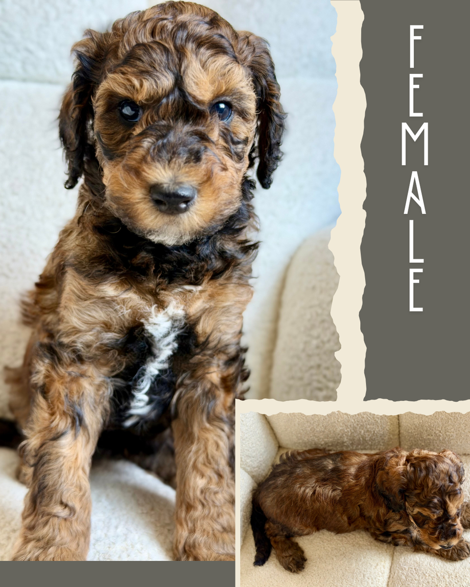 Mini-Medium Goldendoodles