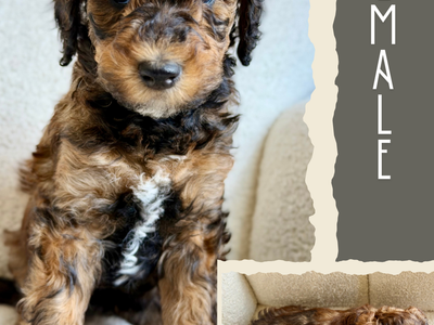 Mini-Medium Goldendoodles