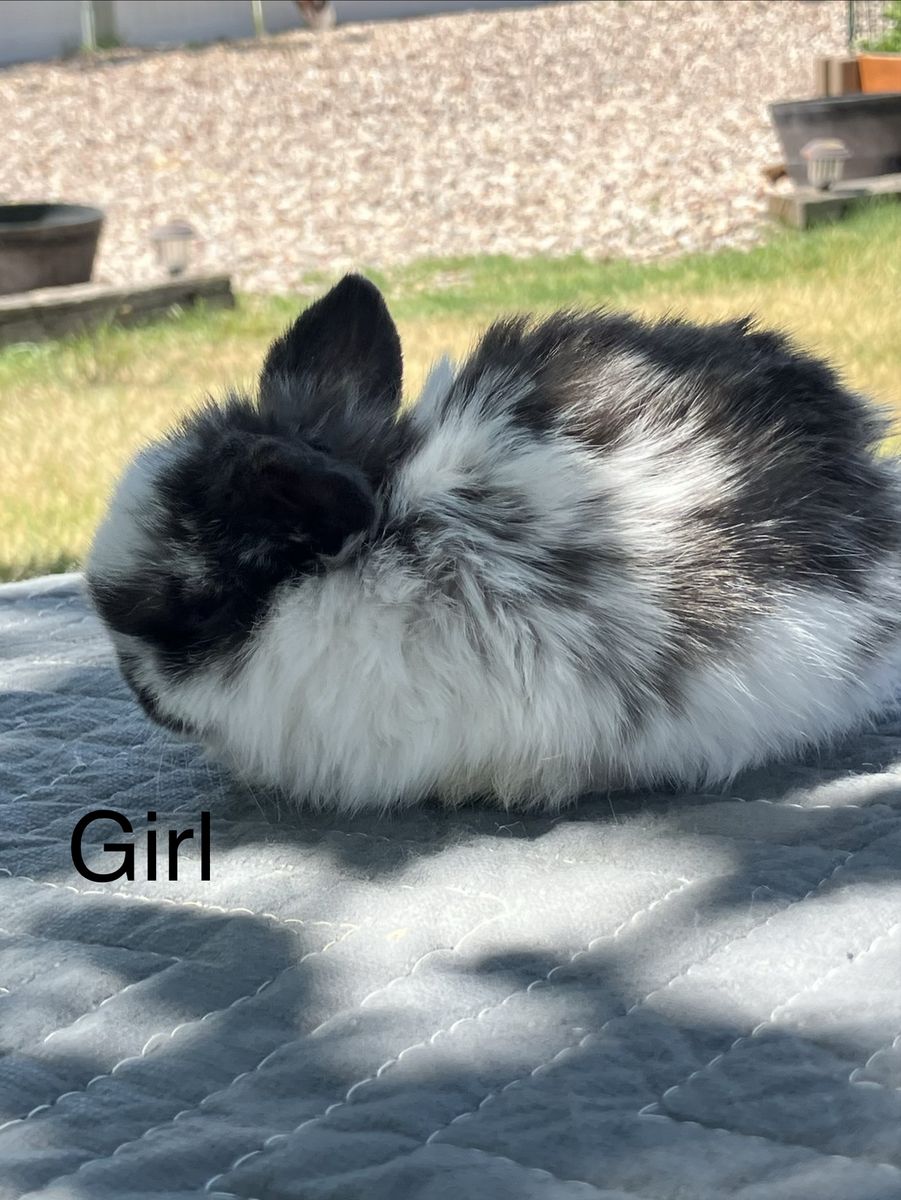 Holland Lop rabbits for sale