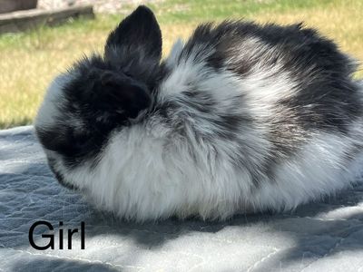 Holland Lop rabbits for sale