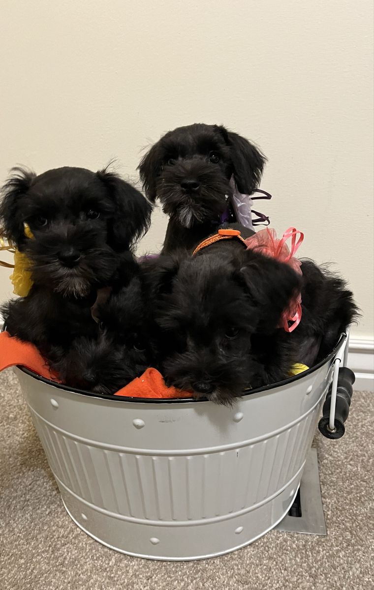 AKC Miniature Schnauzer Puppies - All Female Litter Ready 9/8/26 - Poppy, Iris, Violet & Petunia
