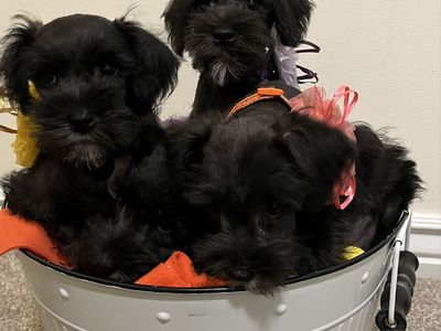 AKC Miniature Schnauzer Puppies - All Female Litter Ready 9/8/26 - Poppy, Iris, Violet & Petunia