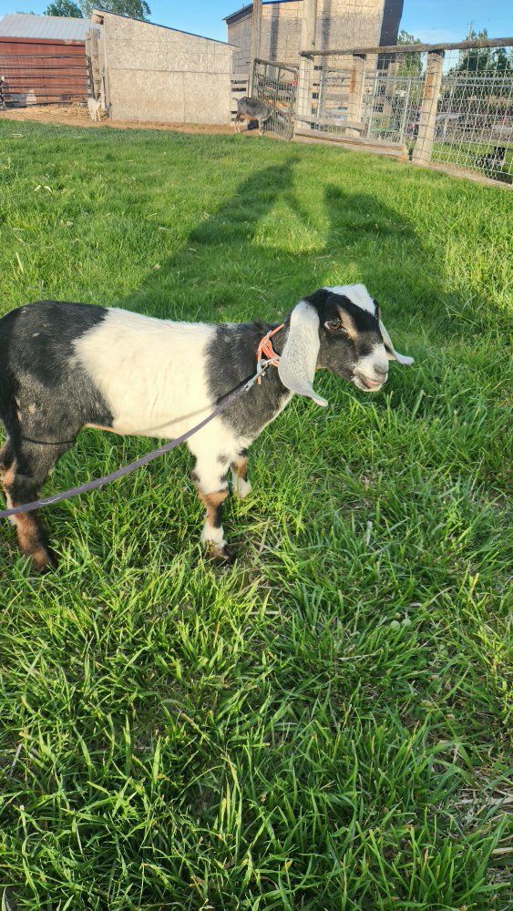 Nubian Doeling