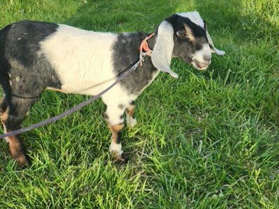 Nubian Doeling