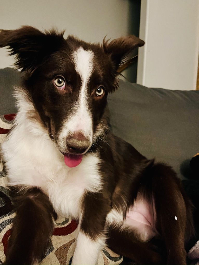 Female Border Collie