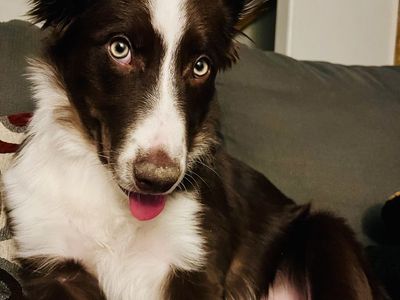 Female Border Collie