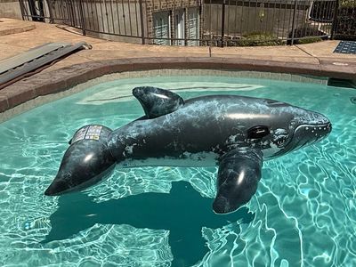 Whale Ride-On Intex Inflatable Pool Water Float, 79" x 53"