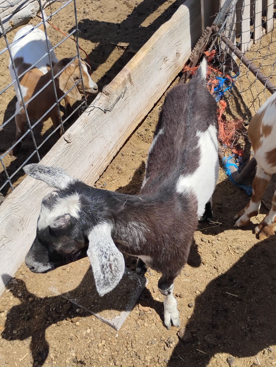 Saanen Nubian billy