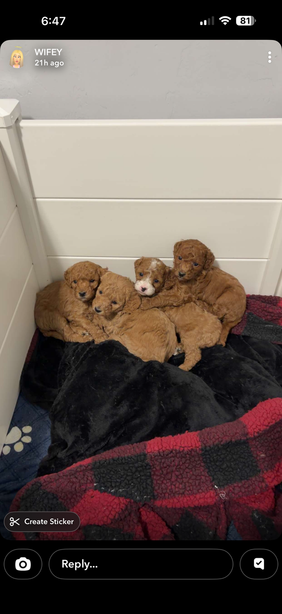 Mini golden doodles