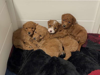 Mini golden doodles