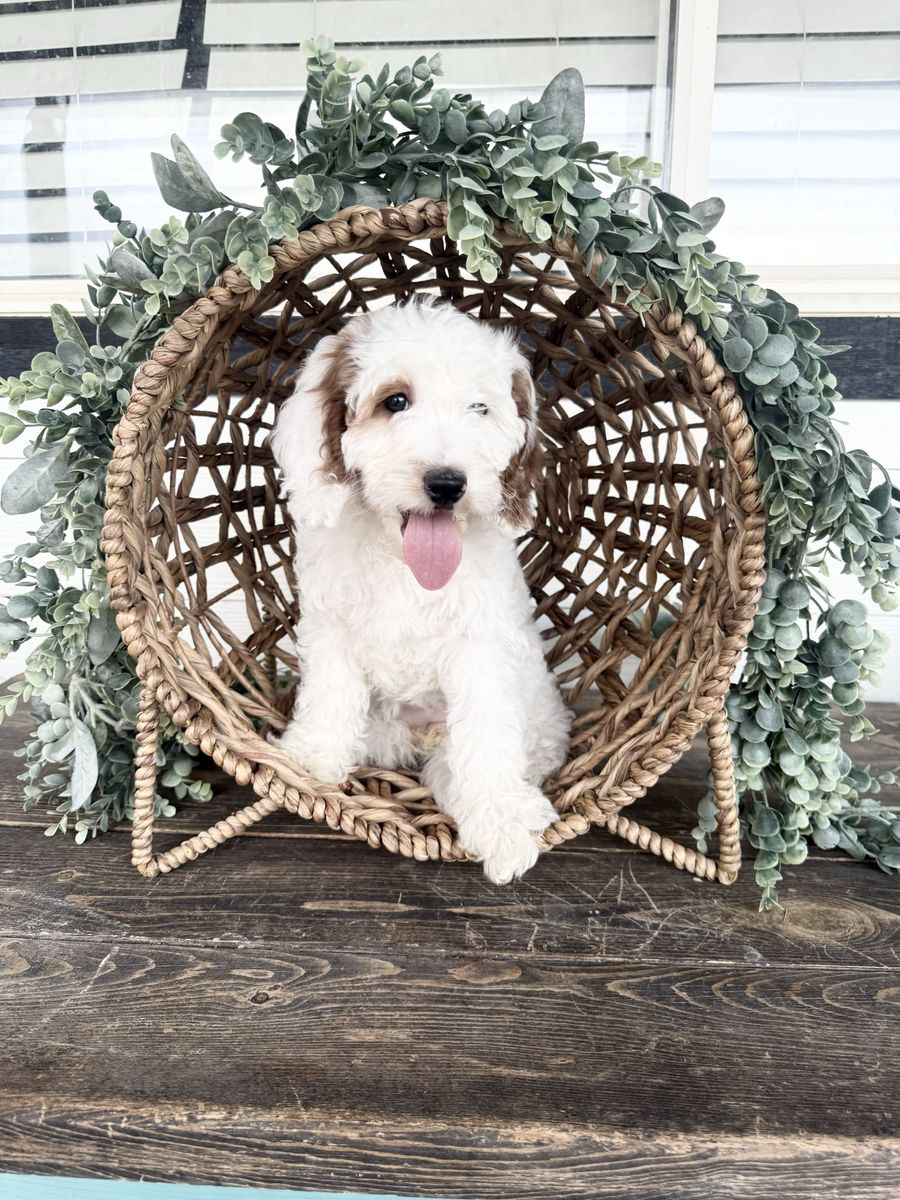 Goldendoodle