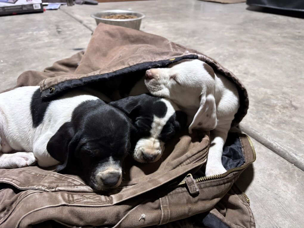 English pointer Puppies