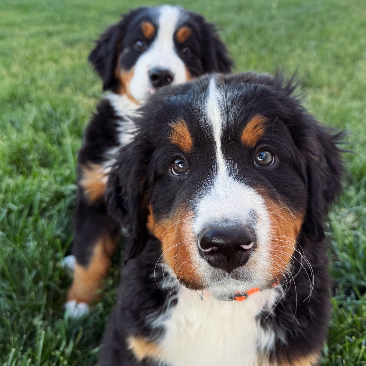 AKC Bernese Mountain Dog Puppies – Family Raised, Ready Now