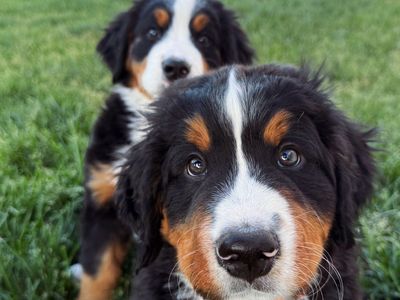 AKC Bernese Mountain Dog Puppies – Family Raised, Ready Now